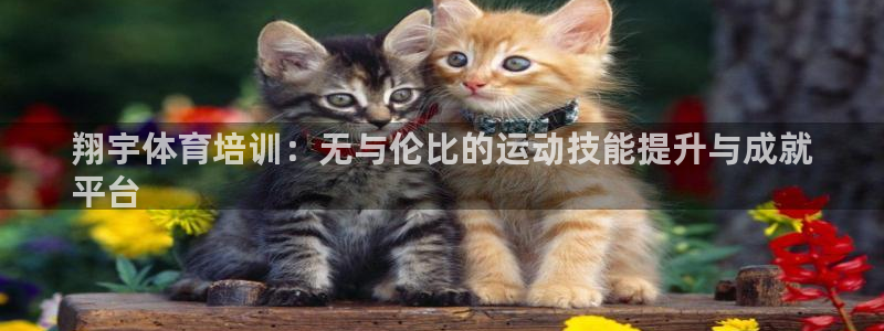 焦点娱乐加速器下载：翔宇体育培训：无与伦比的运动技能