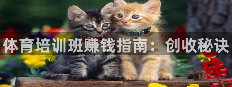 焦点娱乐软件版本区别：体育培训班赚钱指南：创收秘诀