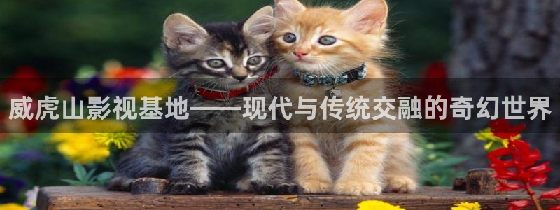 下载小小影视最新版
